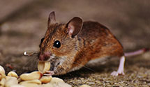 24 Hour & Emergency Exterminators in Sandy Spgs, GA